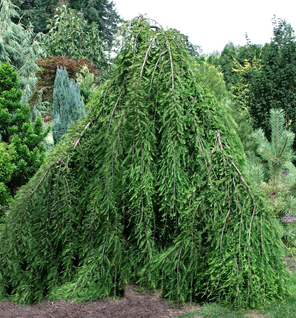 Cascade Falls Weeping Bald Cypress Natorp's Online Plant Store